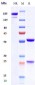 Anti-TSLP Reference Antibody (tezepelumab)